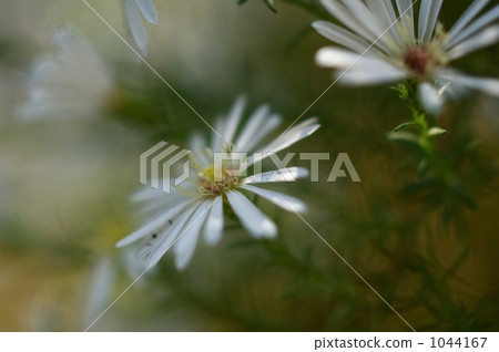 孔雀翠菊花 1044167