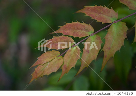 Hiiragi南部紅葉 1044180