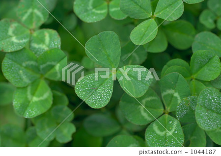 botanic, botanical, plant 1044187
