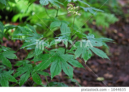 Wild grass · Momigida family Wild grass · Momigida family 1044635