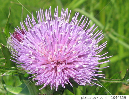 thistle, flower, flowers 1044839