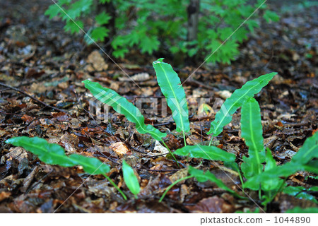 蕨類植物·Kotaniwatari chasensida 1044890