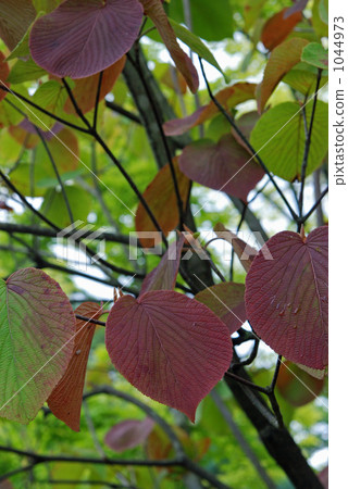 Tree · Wild horsehair honeysuckle family 1044973