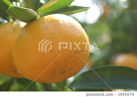柑桔 柑橘 橘子 1045074