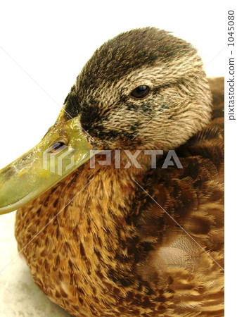 Mallard 1045080