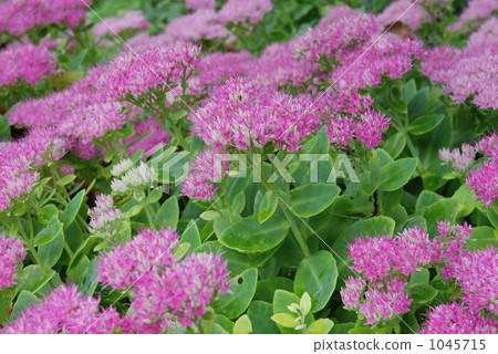 植物·Benged甲蟲家族 植物·Benged甲蟲家族 1045715