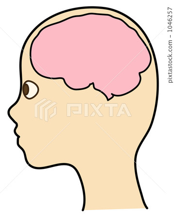 大腦和大腦 1046257