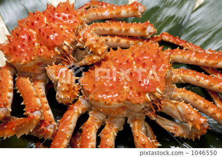 King crab 1046550
