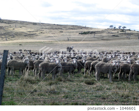 (澳大利亞)羊群在塔斯馬尼亞島 (澳大利亞)羊群在塔斯馬尼亞島 1046601
