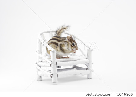Squirrels and chairs Squirrels and chairs 1046866