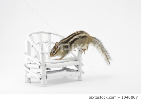 Squirrels and chairs Squirrels and chairs 1046867