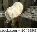 北極熊 動物園 上野動物園 1046898