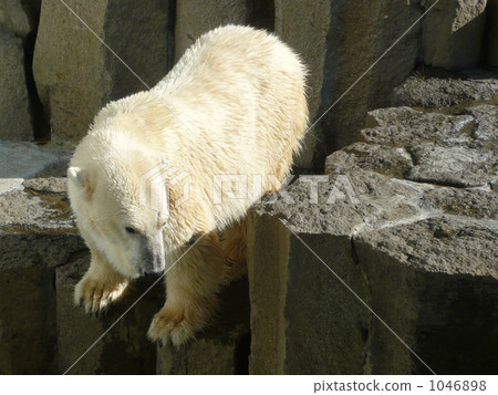 北極熊 動物園 上野動物園 1046898