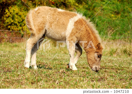 草福利馬 草福利馬 1047210