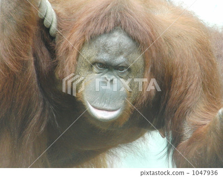 Orangutan 1047936