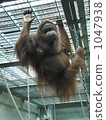 猩猩 1047938