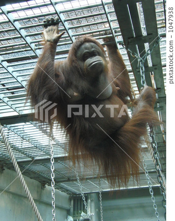 Orangutan 1047938