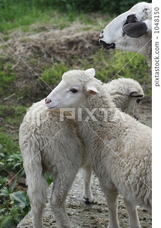 Good friend lamb Good friend lamb 1048150