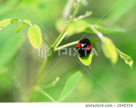 harlequin ladybird, harmonia axyridi, multicolored asian lady beetle 1048354