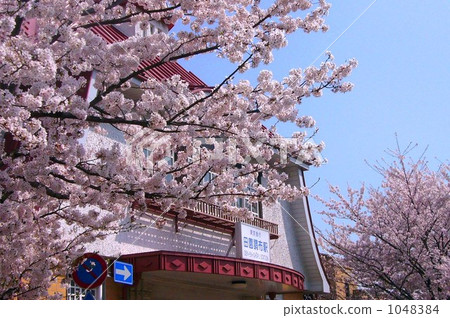 櫻桃樹 櫻桃樹 1048384