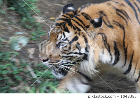 蘇門答臘虎 老虎 虎 1048385