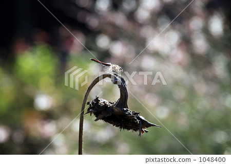 Dragonfly Dragonfly 1048400