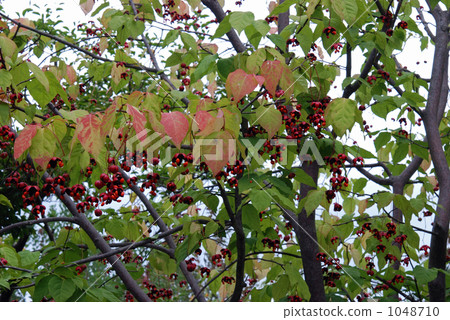 樹·鬱金香家庭 1048710