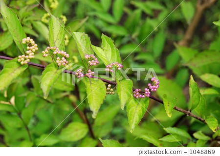 Trees · Commurasaki beetles Trees · Commurasaki beetles 1048869