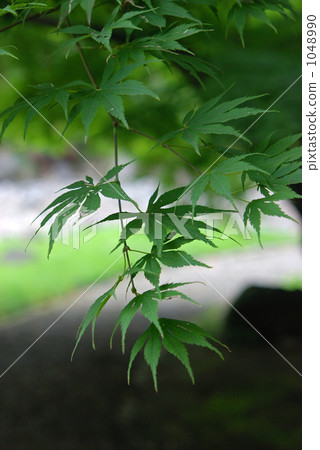Tree · Oomomiji maple tree Tree · Oomomiji maple tree 1048990