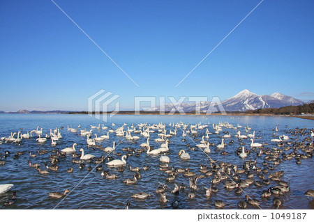 天鵝和萬代山 1049187