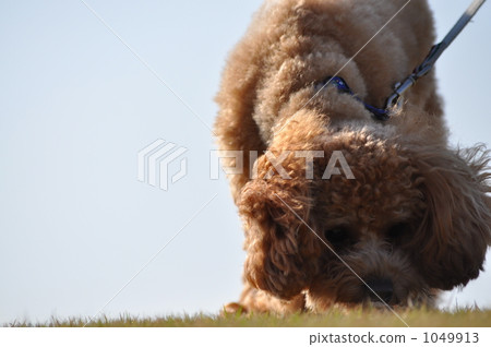 toy poodle toy poodle 1049913