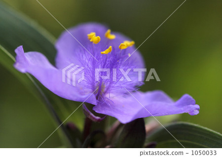 Macro photograph of Murasaki Yukusa flowers 1050033