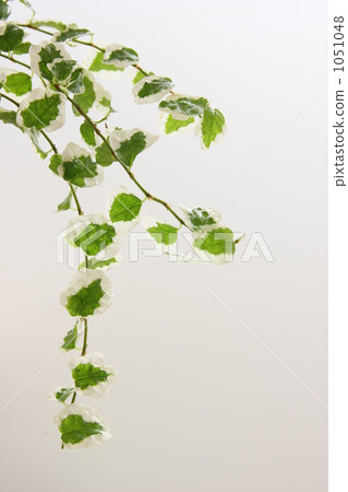 葉子植物 葉子植物 1051048