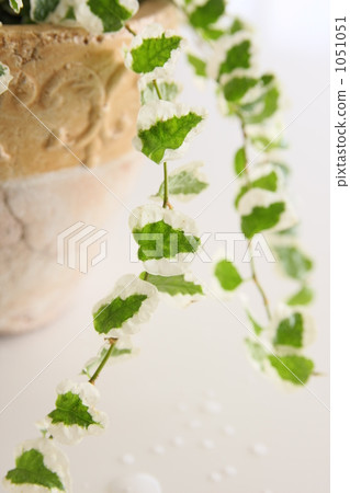 葉子植物 1051051