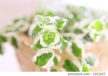 葉子植物 1051057