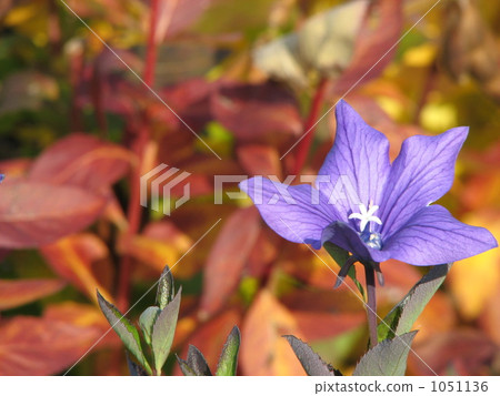 已故的大器晚成 1051136