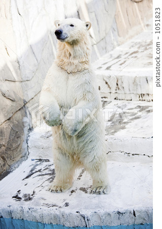 Standing Polar Bear 1051823