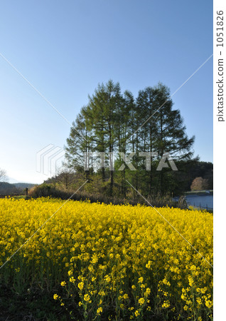 油菜田 油菜田 1051826