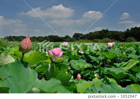 黑部沼澤的蓮花 1052047
