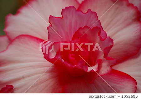 秋海棠 舉起 向上 1052696