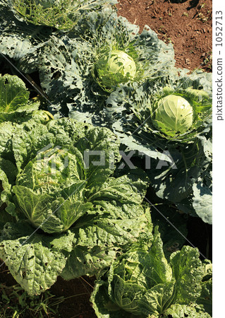 Cabbage and Chinese cabbage without organic pesticide Cabbage and Chinese cabbage without organic pesticide 1052713