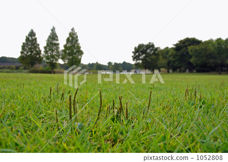 野草·Plantagonaceae科 1052808