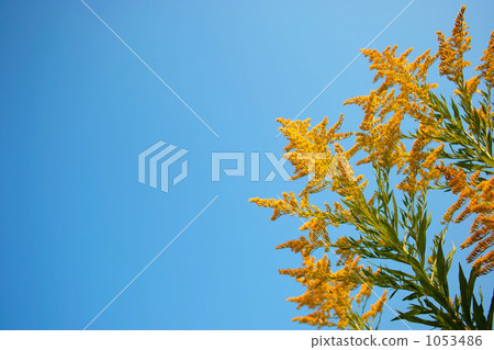 Autumn flowers 1053486