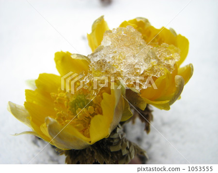 New Year's Flower Fukuge New Year's Flower Fukuge 1053555