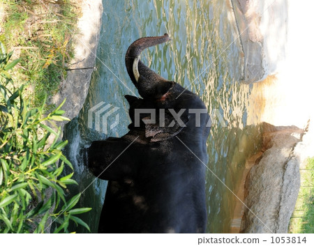 elephant, elephants, indian elephant 1053814
