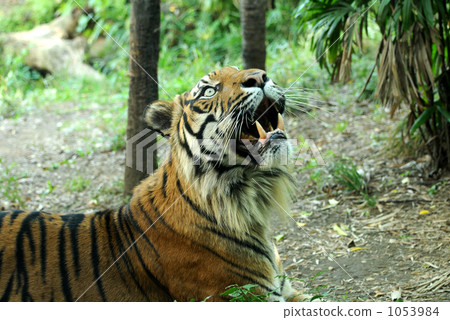 tiger, tigers, zoorasia 1053984