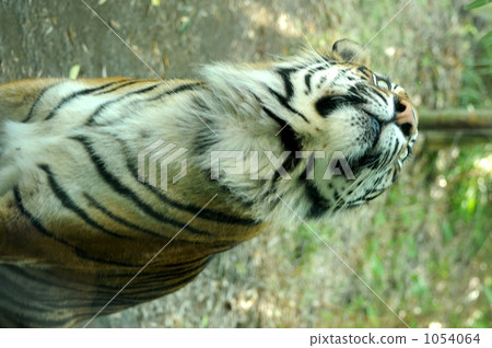 蘇門答臘虎 老虎 虎 1054064