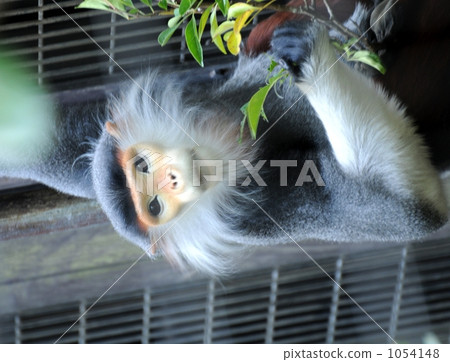 douc, monkey, monkeys 1054148
