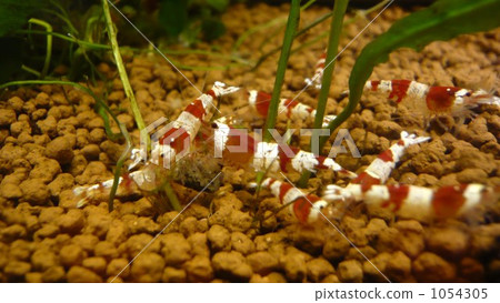 Red Bish Lump 1054305