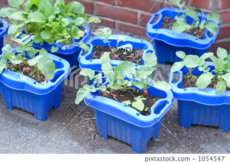 植物觀察 1054547